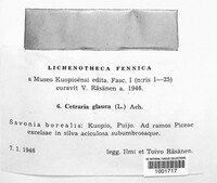 Platismatia glauca image